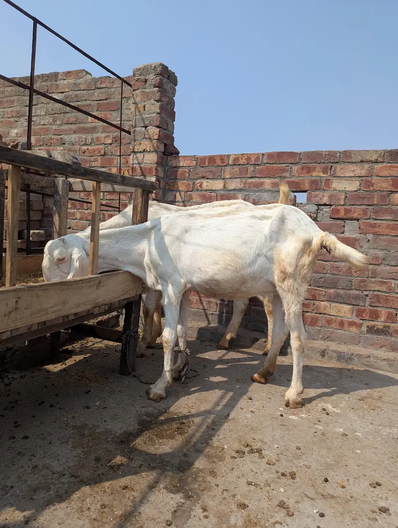 Gahban bakri for sale final price — photo 3