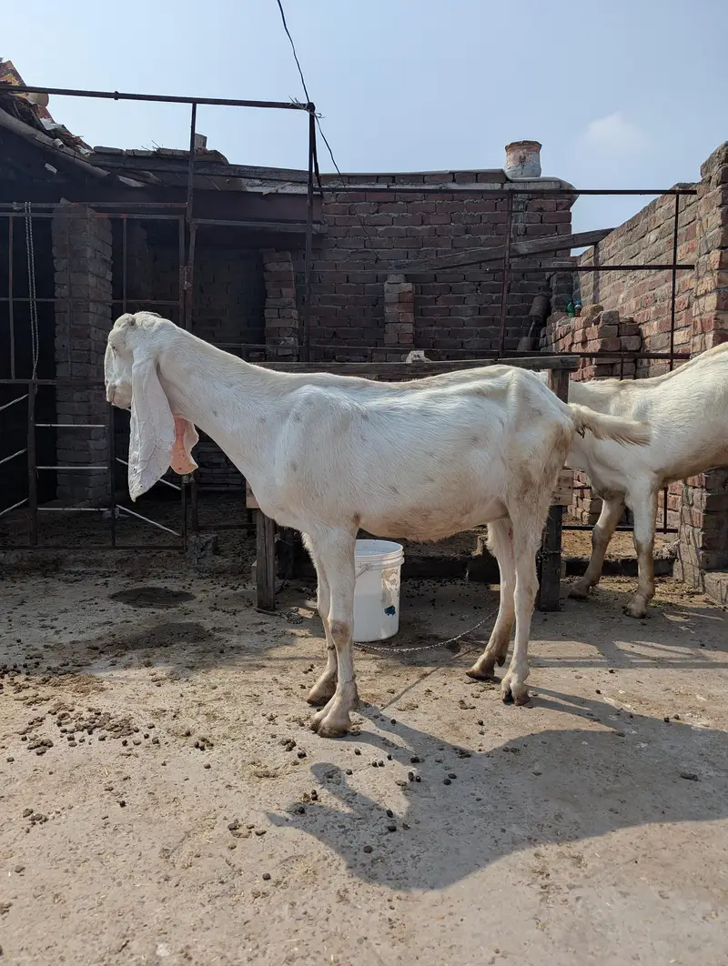 Gahban bakri for sale final price — photo 4