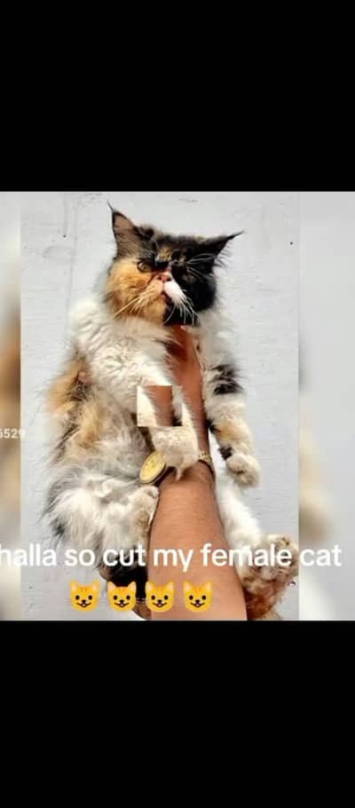 piki calico breeder female for sale