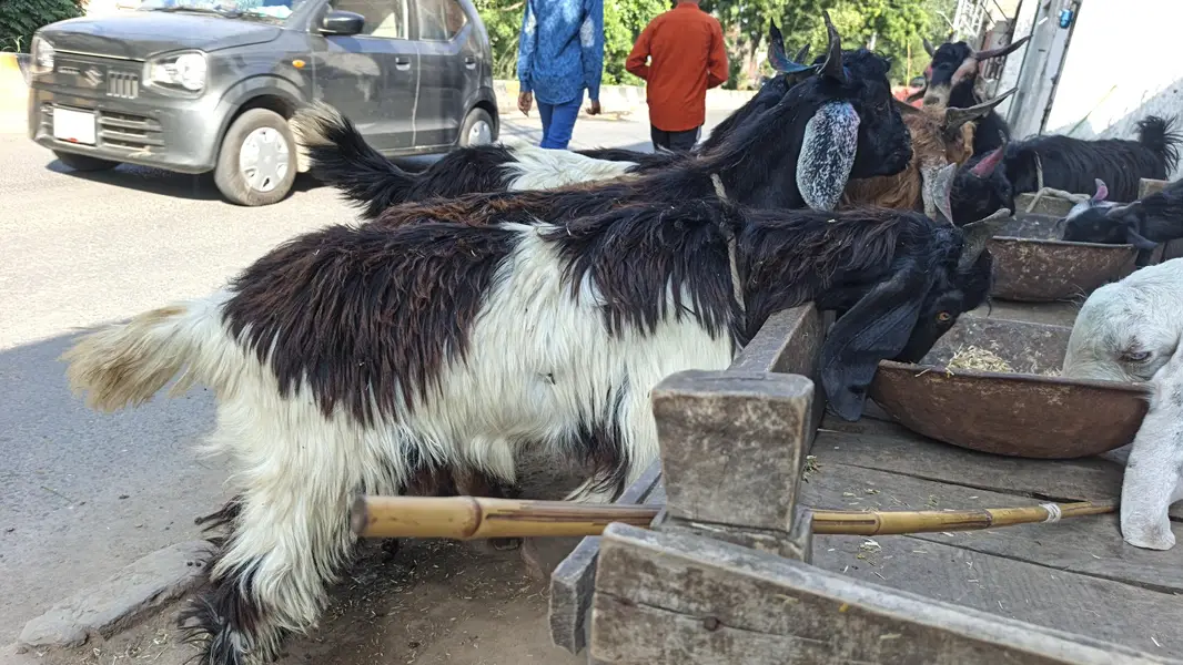 صدقے اور ہقیقے کےلیے بکروں کے لیے رابطہ کریں — photo 2