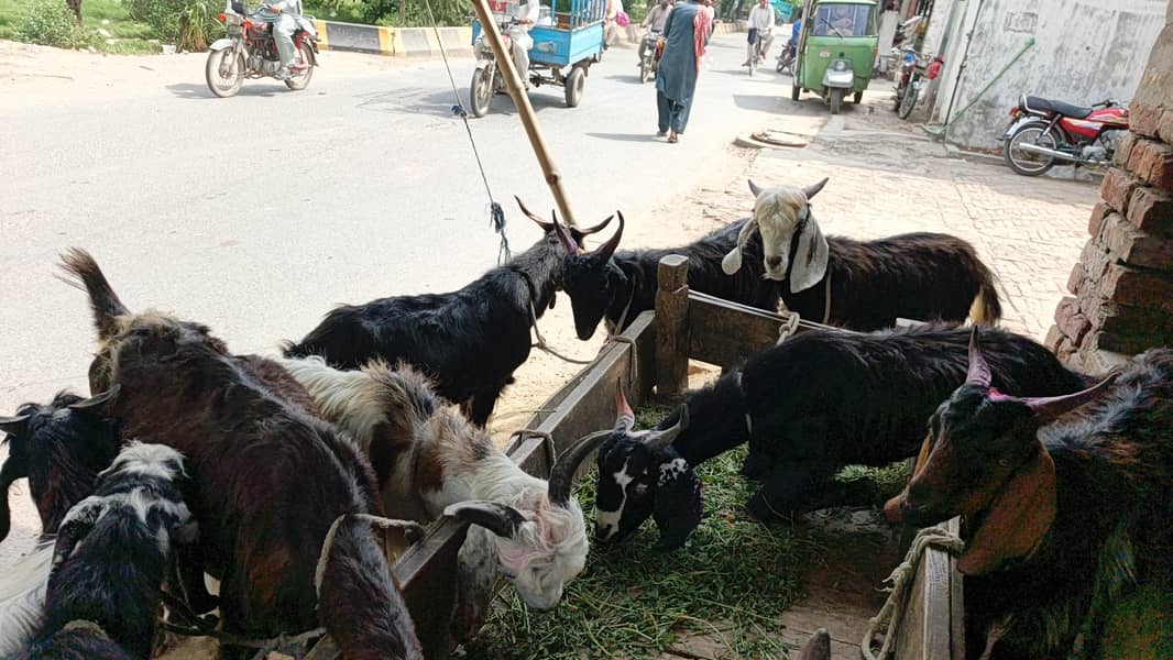 صدقے اور ہقیقے کےلیے بکروں کے لیے رابطہ کریں 3