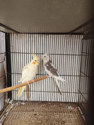 breeder pair for sale 03264603174