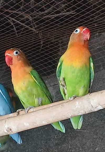 Love Birds Parrot