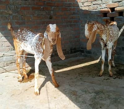 مکی چینی دو پٹے فور سیل ارجنٹ
