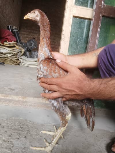 aseel Pakistani ha 15000 hazr paric ha