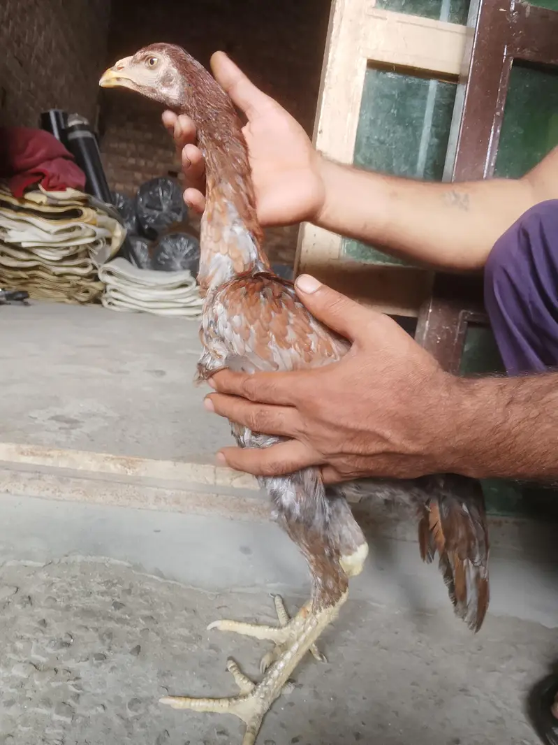aseel Pakistani ha 15000 hazr paric ha — photo 2
