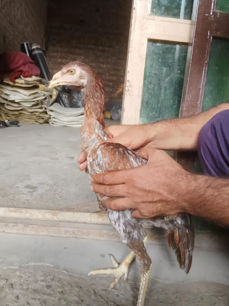 aseel Pakistani ha 15000 hazr paric ha — photo 3