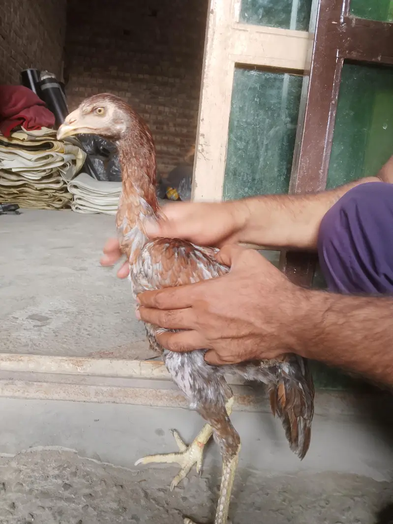aseel Pakistani ha 15000 hazr paric ha — photo 4