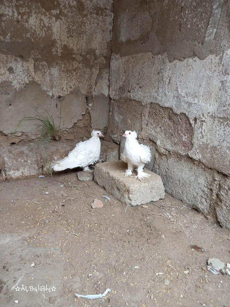 sherazi — photo 11