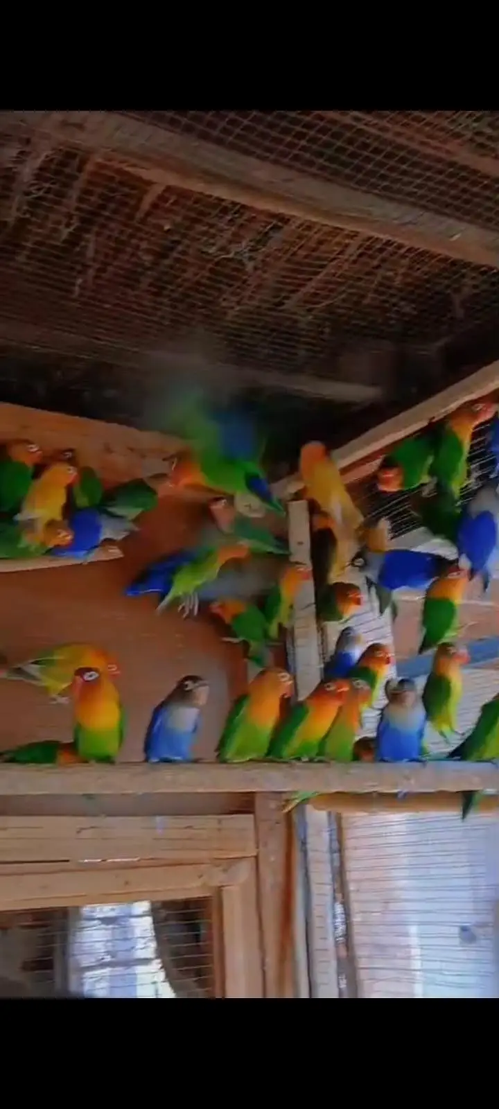 Love Birds Parrot — photo 2