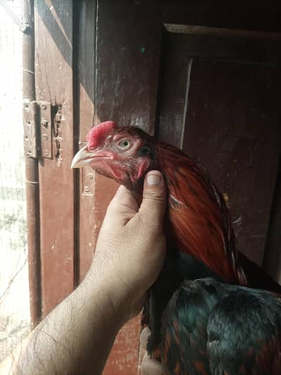 Aseel thikra breeder murg for sale