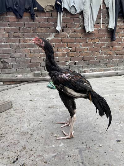 Black Jawa hiri or Balack Jawa bacha