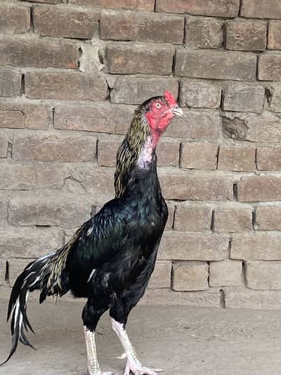 Black Jawa hiri or Balack Jawa bacha