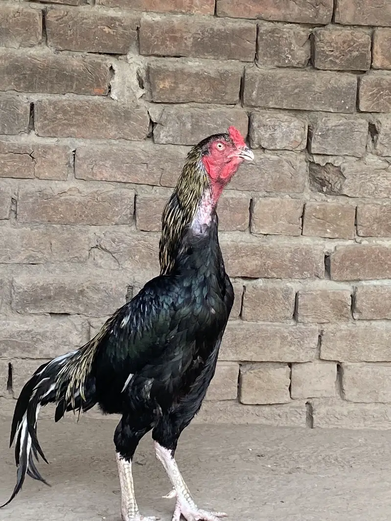 Black Jawa hiri or Balack Jawa bacha — photo 2