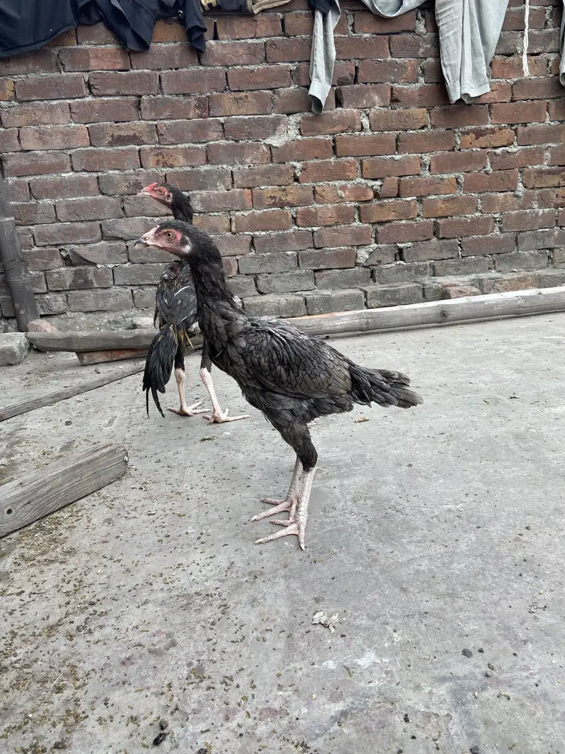 Black Jawa hiri or Balack Jawa bacha — photo 4