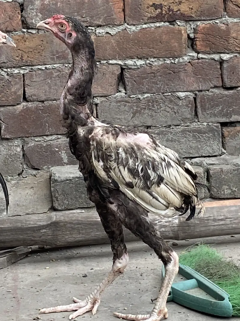 Black Jawa hiri or Balack Jawa bacha — photo 5