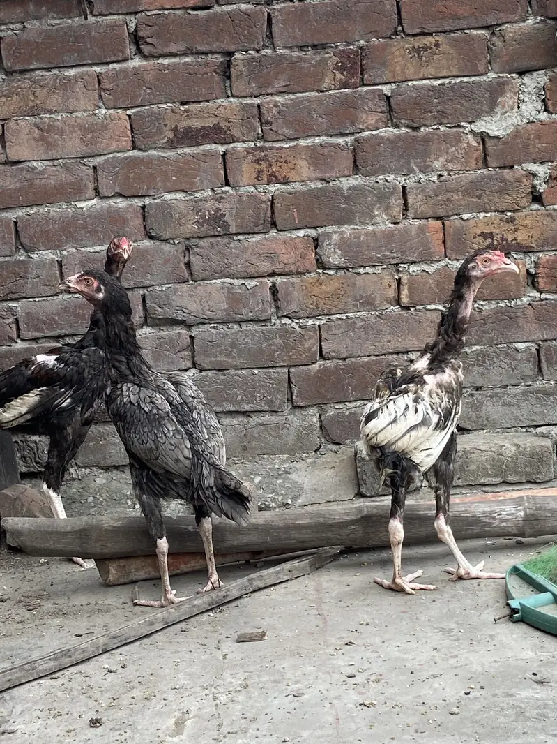 Black Jawa hiri or Balack Jawa bacha — photo 6