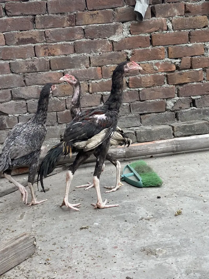 Black Jawa hiri or Balack Jawa bacha — photo 7