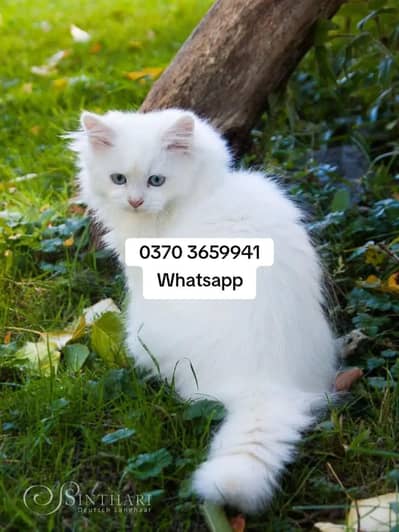 Persian Female kitten for sale