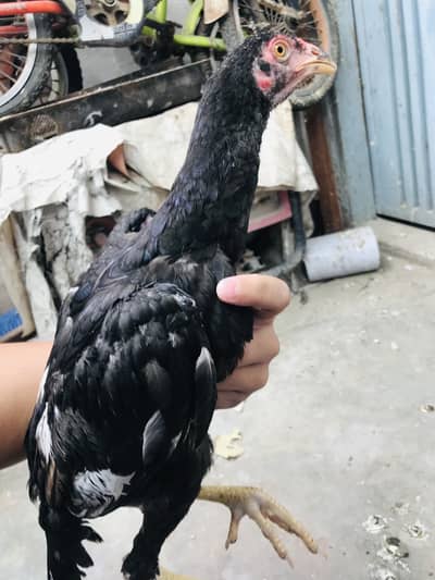 Aseel Thai Sindhi 2 female and 1 male