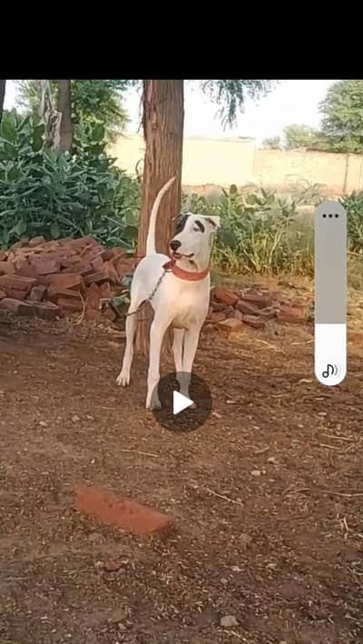 dogo cross female for sale