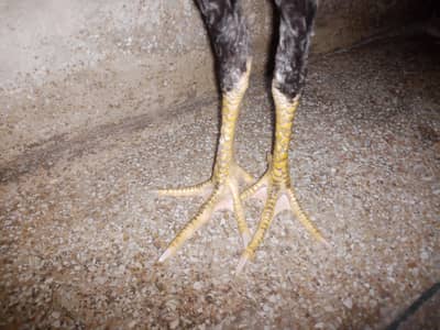 burmi galva patha long hight urgent sale