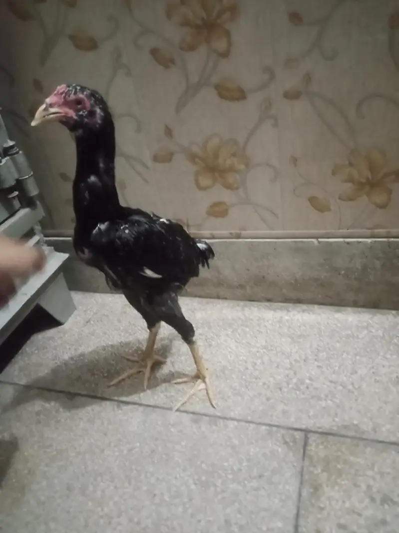 burmi galva patha long hight urgent sale — photo 4
