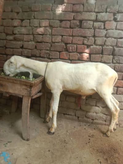 Mundra Chatra for sale