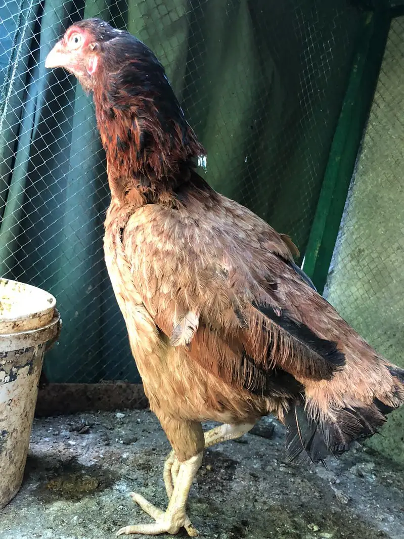 pure aseel hen kurak ha — photo 4