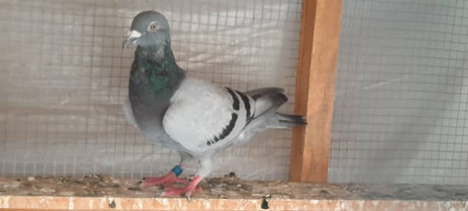 qasid pigeon ring bird