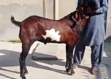 Bakra for sale call