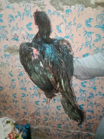 2 Female 1 male Aseel Mianwali 03077036825