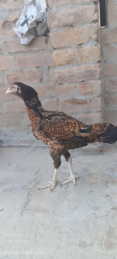 Mianwali hen