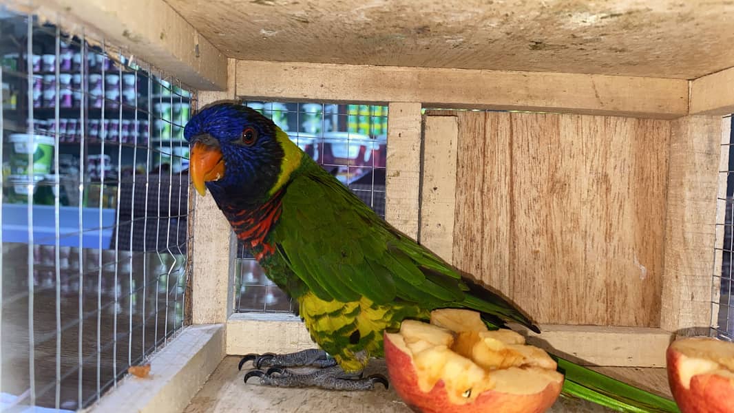 Parrot 7