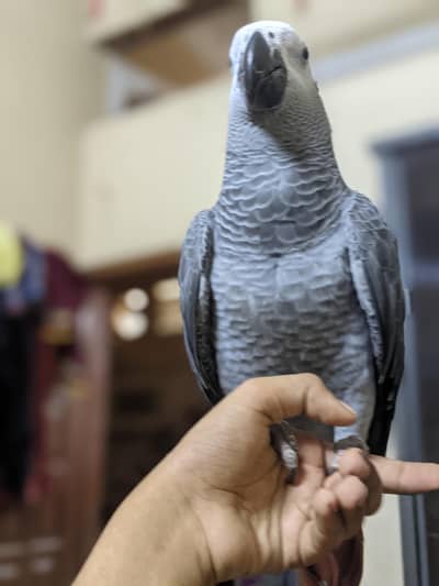 Beautiful 10-Month-Old Male African Grey WhatsApp number 03171062702