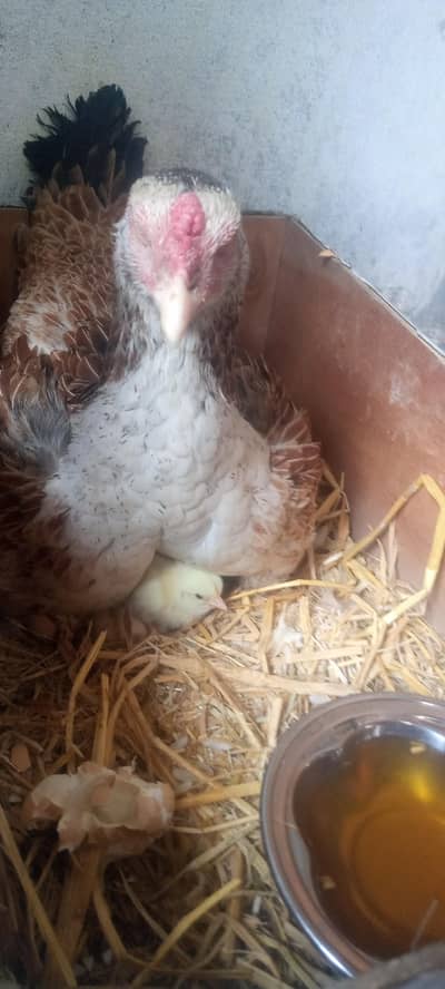 Aseel hen and cross Pathy