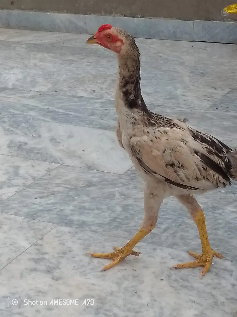 Aseel hen and cross Pathy — photo 3