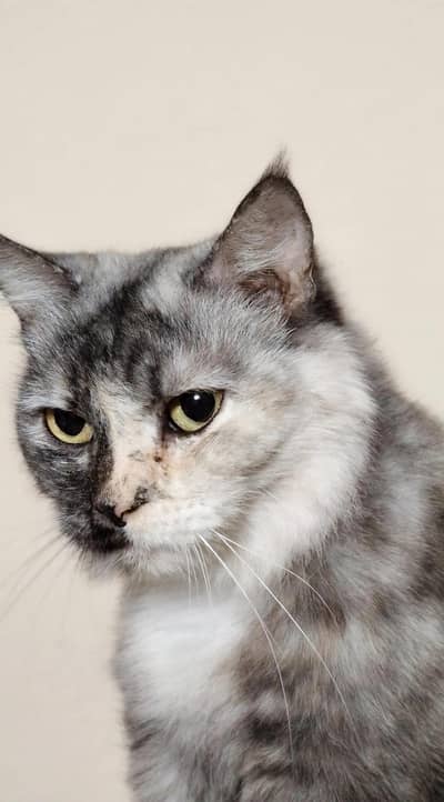 Grey Tabby Persian Female 1 Year Old - Litter Trained & Healthy
