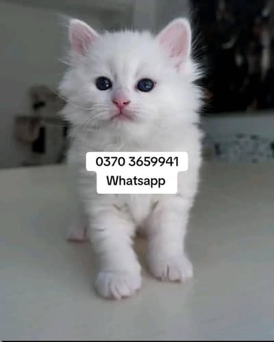 Persian Female kitten for sale