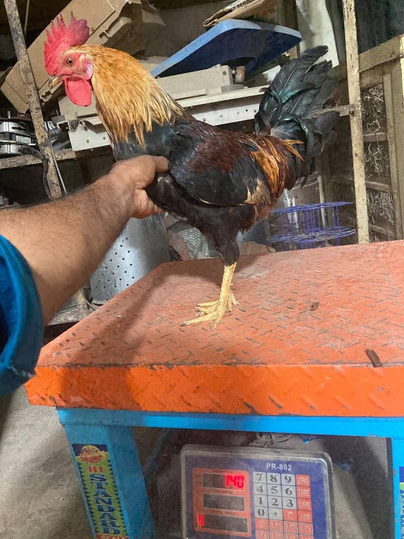 دیسی مرغ 0