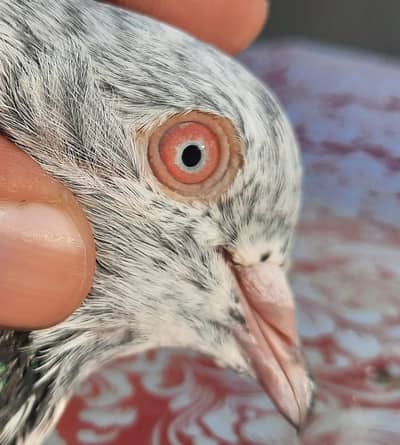 pigeon o333:;:84::82::008::