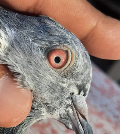 pigeon o333:;:84::82::008::