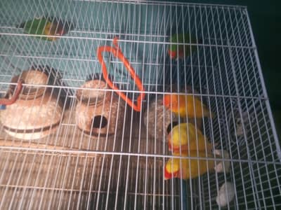 urgent sale