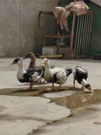 2 pair Ducks For sell