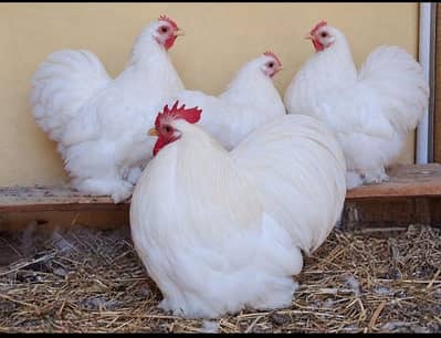 Bantam And Heavy Buff  And Silkie Eggs