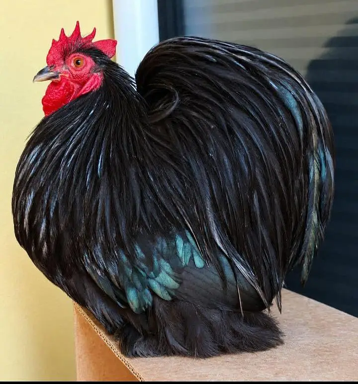 Bantam And Heavy Buff  And Silkie Eggs — photo 2