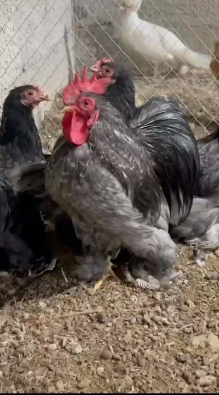 Bantam And Heavy Buff  And Silkie Eggs — photo 3