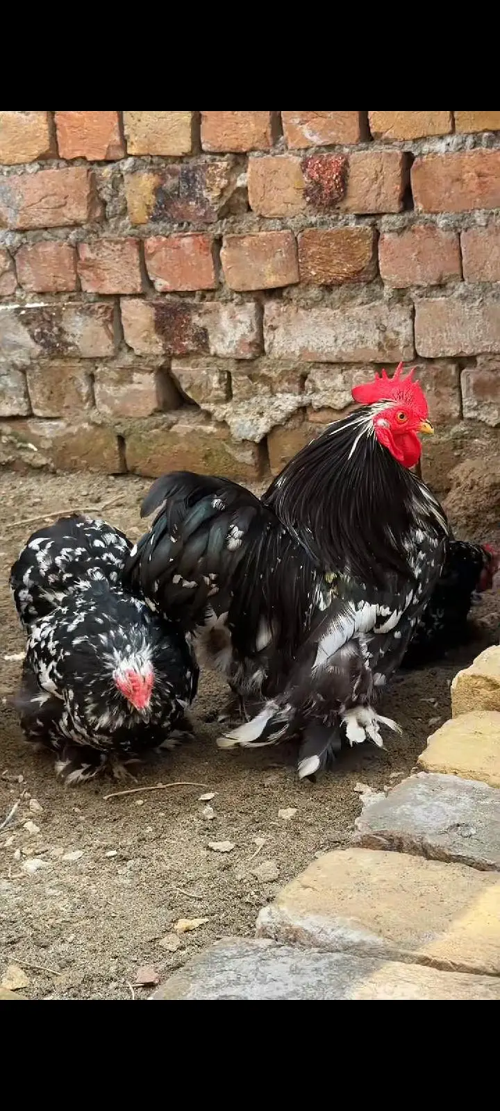 Bantam And Heavy Buff  And Silkie Eggs — photo 4
