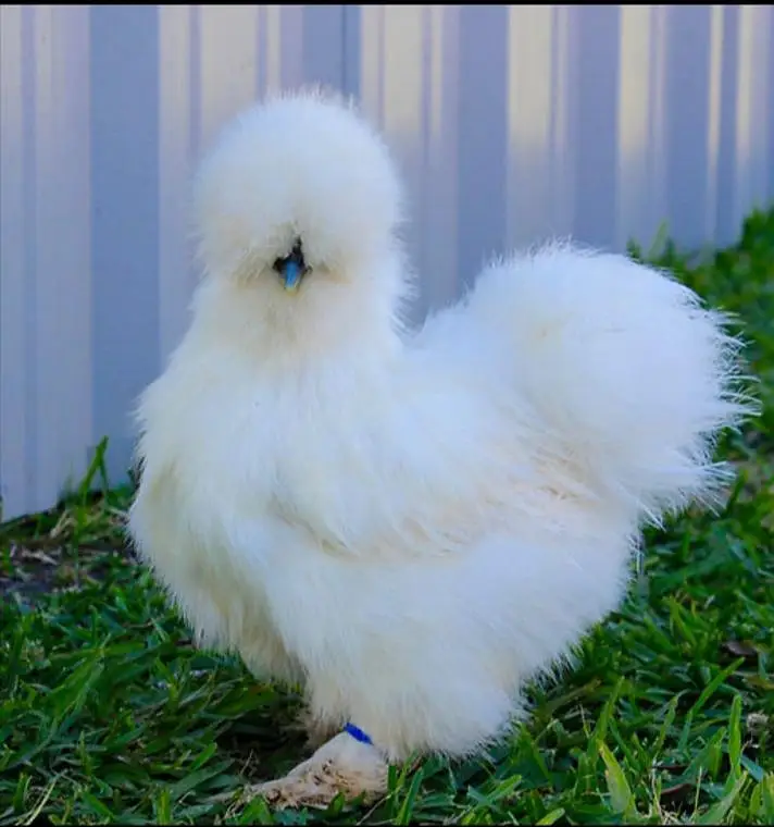 Bantam And Heavy Buff  And Silkie Eggs — photo 5