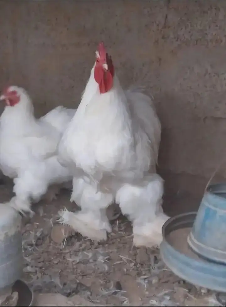 Bantam And Heavy Buff  And Silkie Eggs — photo 6